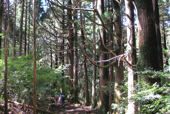 10.藩政期の植林地